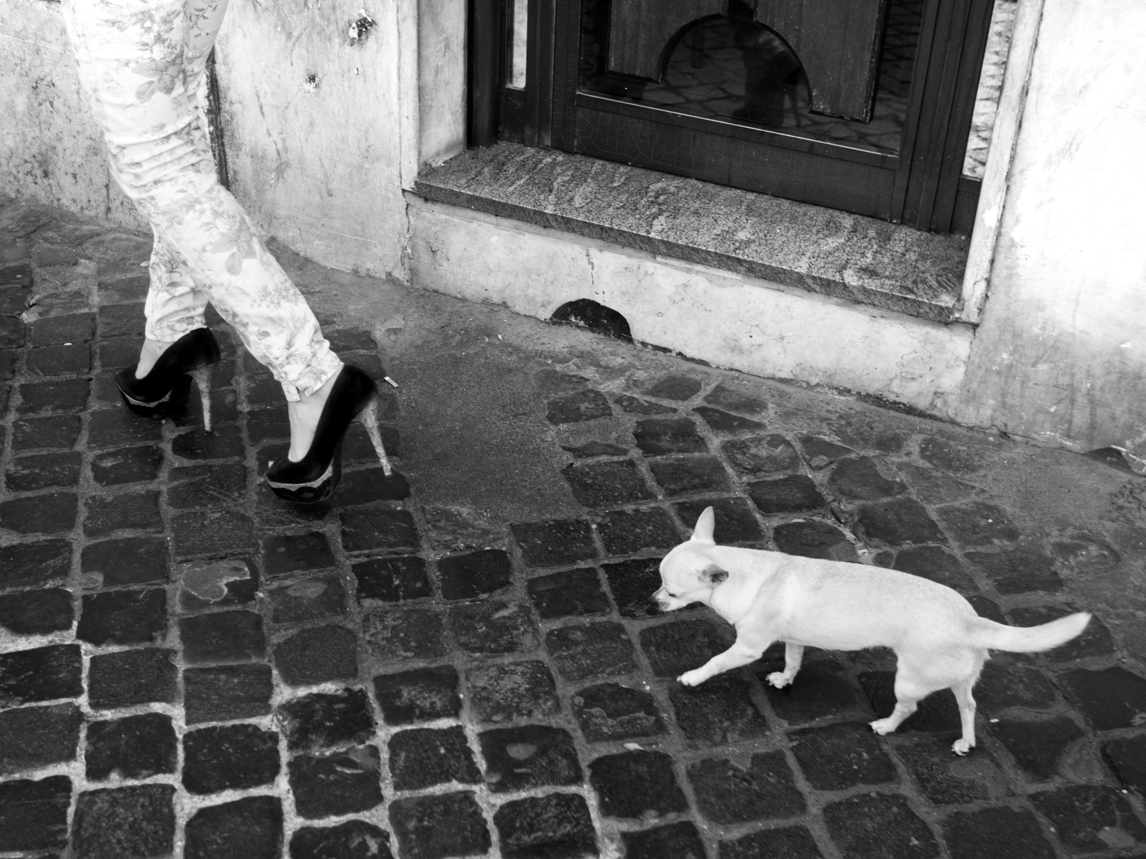 Dog Walk