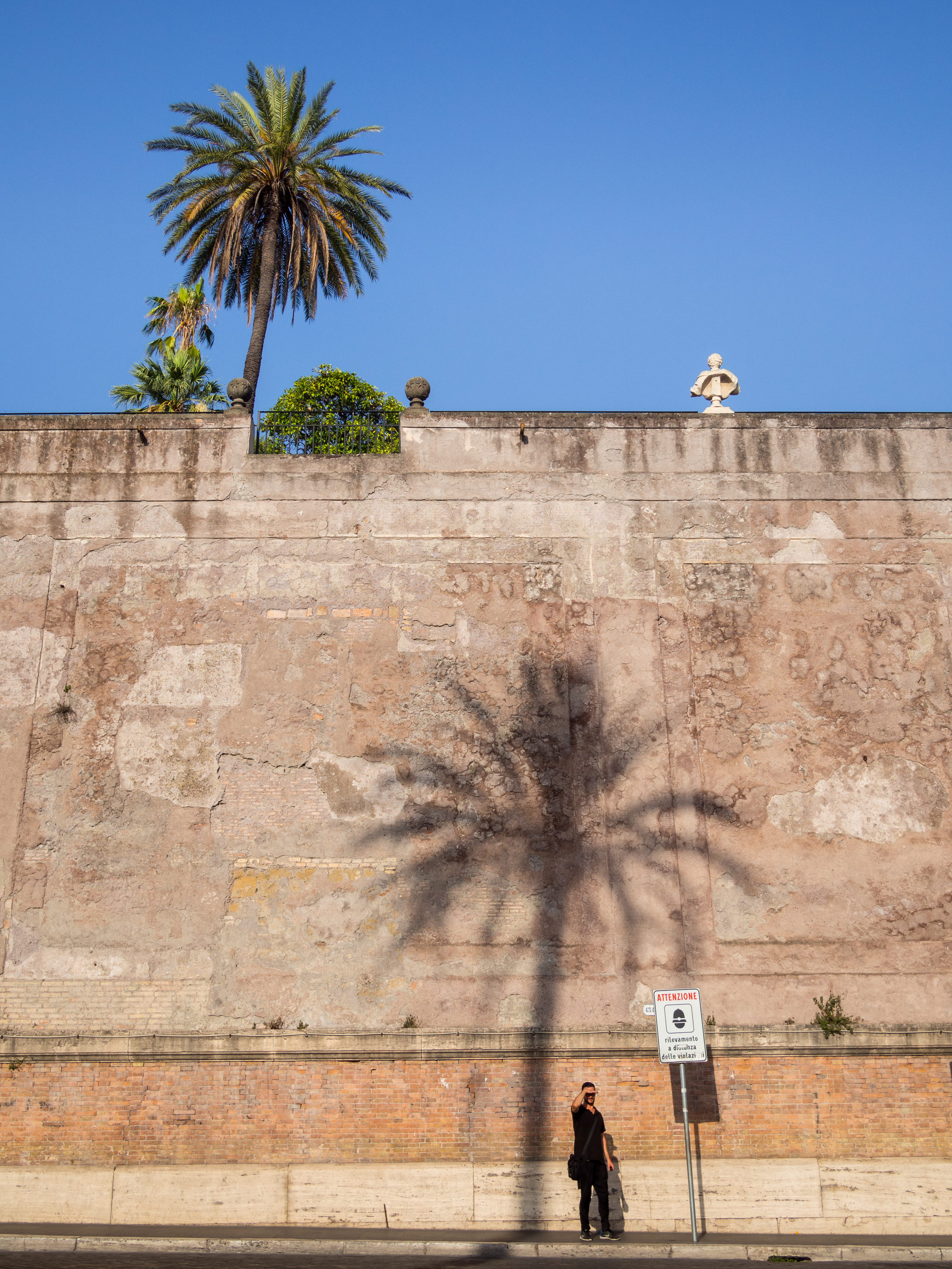 Palm Shadow